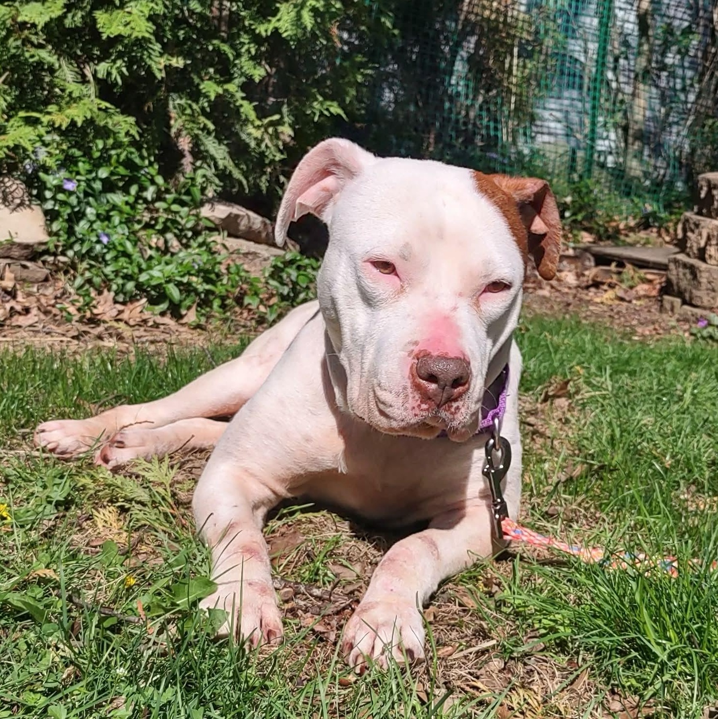 Enlarge Elsa Ask to Meet!! In Foster!!, a Adoptable mixed breed in Elyria, OH image 2/6