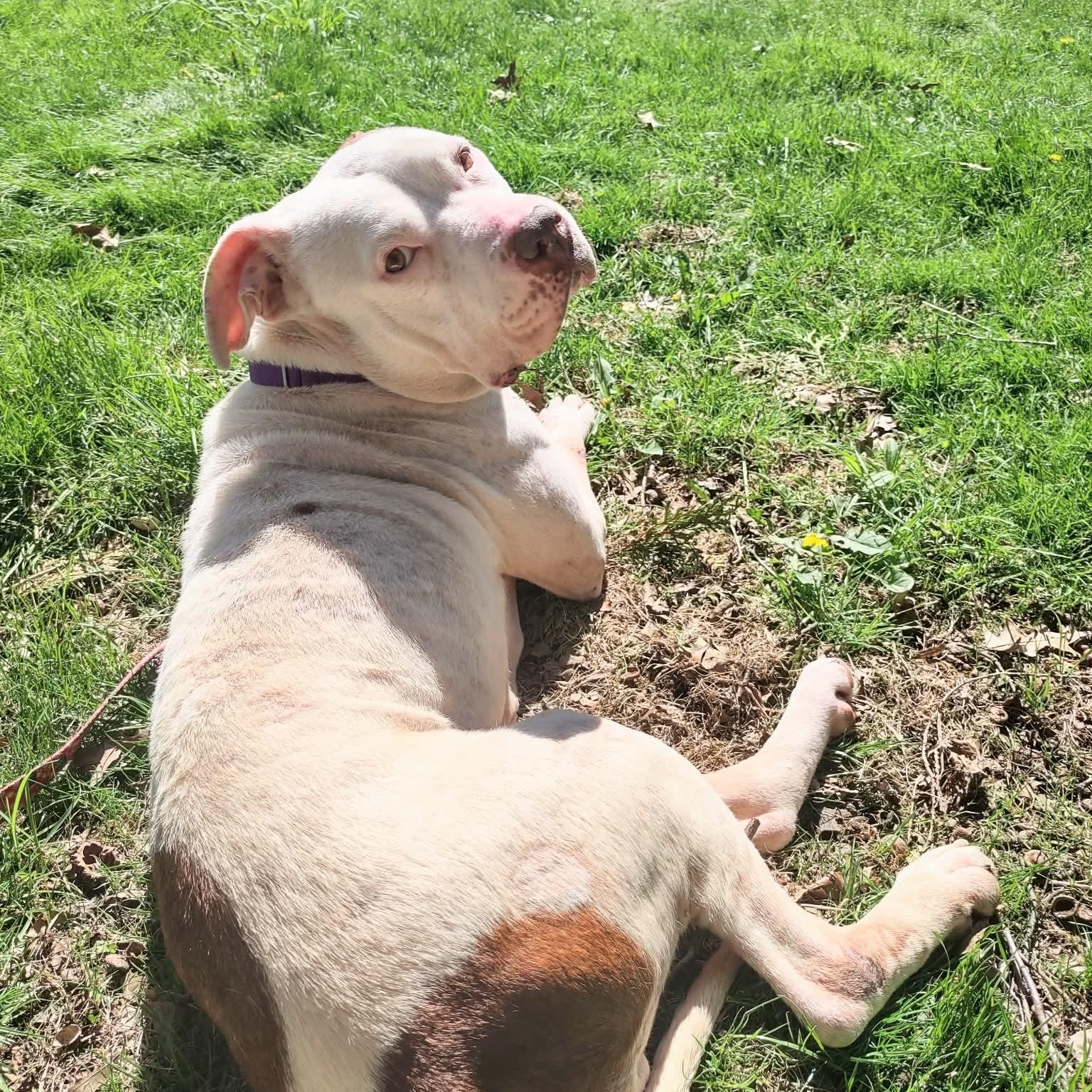 Elsa Ask to Meet!! In Foster!!, Adoptable, Adult Female Terrier & Pit Bull Terrier.