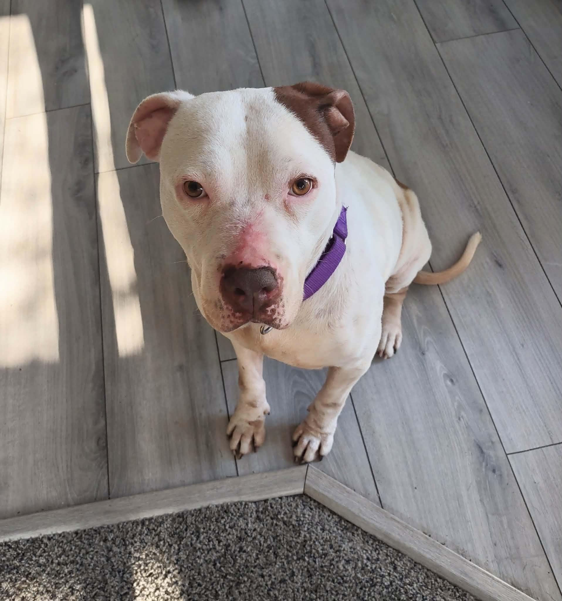 Enlarge Elsa Ask to Meet!! In Foster!!, a Adoptable mixed breed in Elyria, OH image 3/6