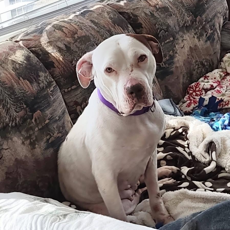 Enlarge Elsa Ask to Meet!! In Foster!!, a Adoptable mixed breed in Elyria, OH image 2/6