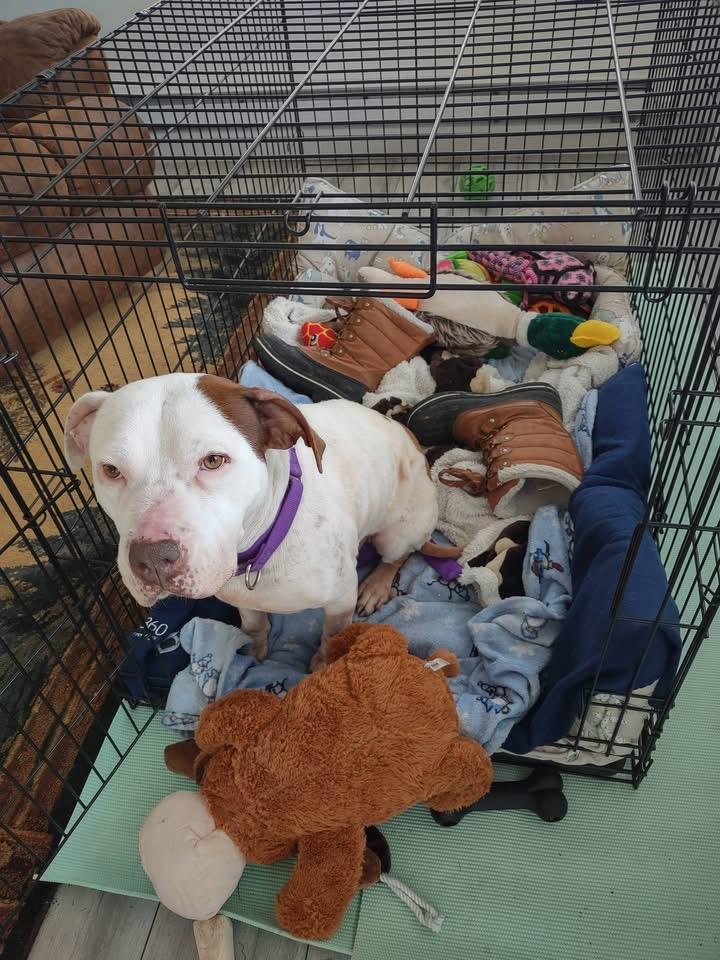 Enlarge Elsa Ask to Meet!! In Foster!!, a Adoptable mixed breed in Elyria, OH image 6/6