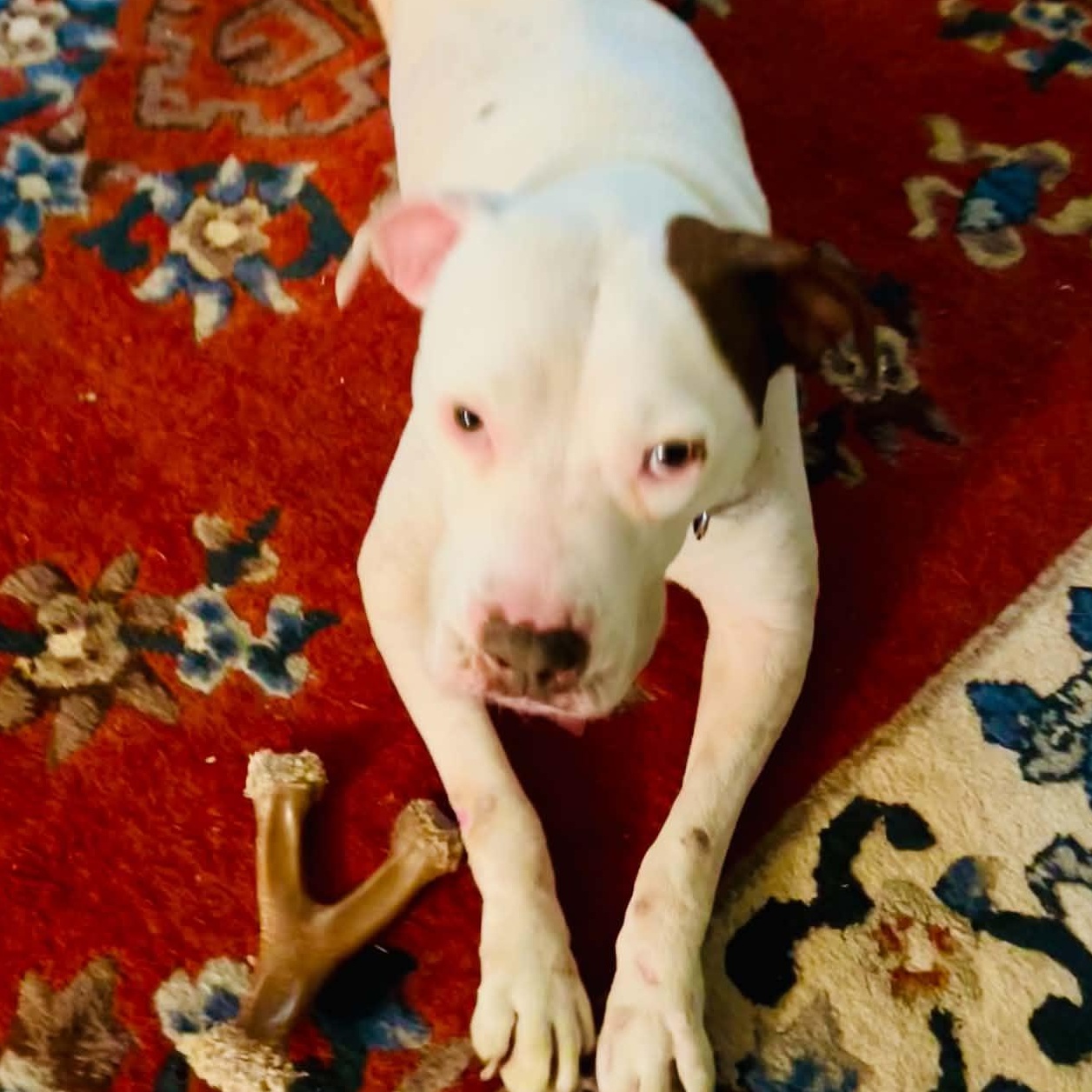 Elsa Ask to Meet!! In Foster!!, a Adoptable mixed breed in Elyria, OH image 2/6