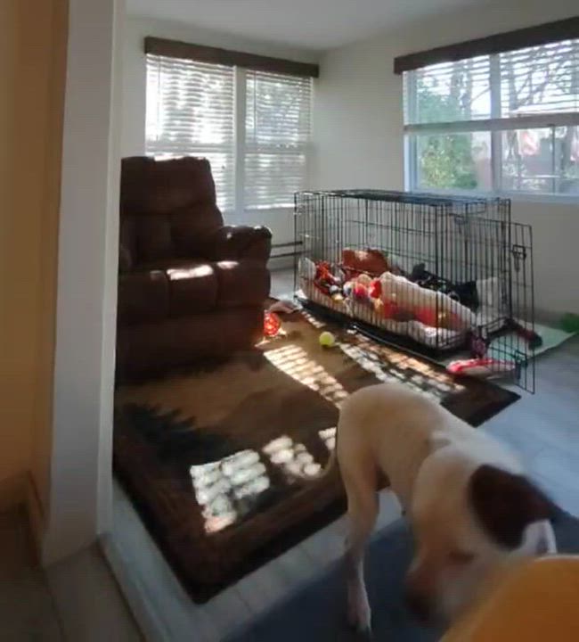 Enlarge Elsa Ask to Meet!! In Foster!!, a Adoptable mixed breed in Elyria, OH video 5/6