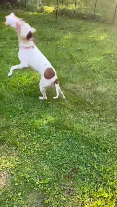 Enlarge Elsa Ask to Meet!! In Foster!!, a Adoptable mixed breed in Elyria, OH video 6/6