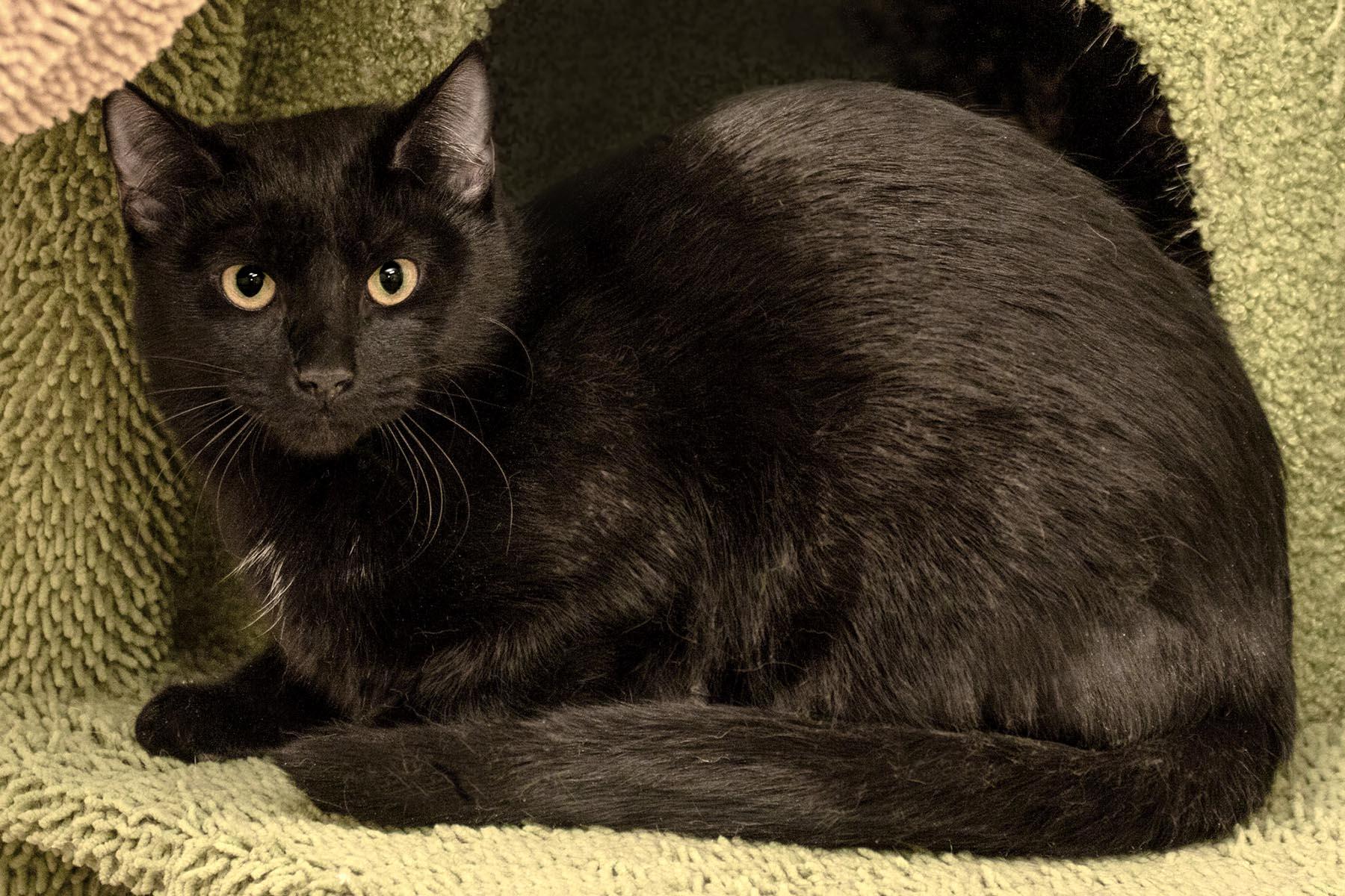 Meatball, a Adoptable Domestic Short Hair in Cashiers, NC image 1/2