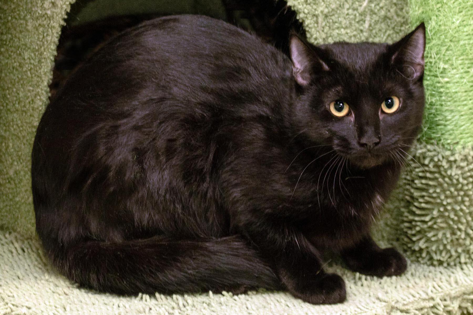 Meatball, a Adoptable Domestic Short Hair in Cashiers, NC image 2/2