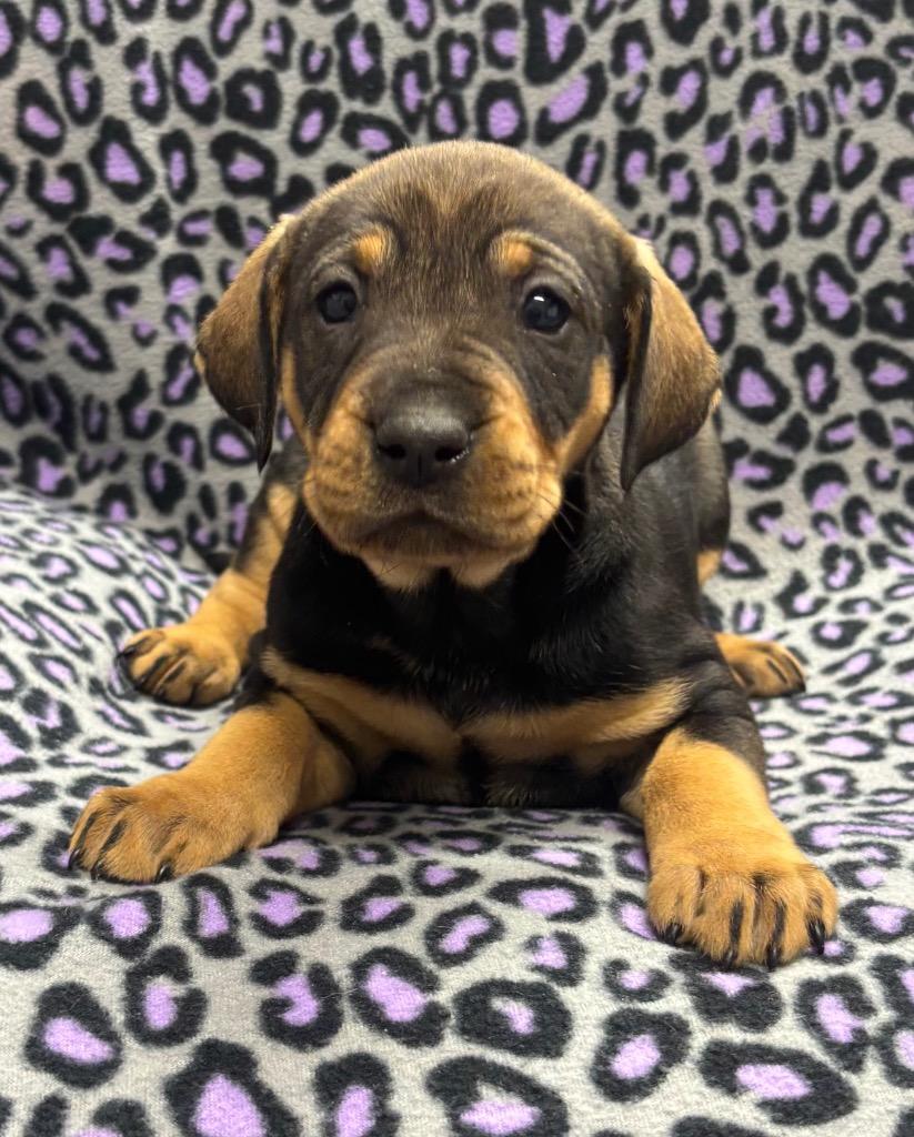 Ella, Adoptable, Puppy Female Labrador Retriever & Mixed Breed.