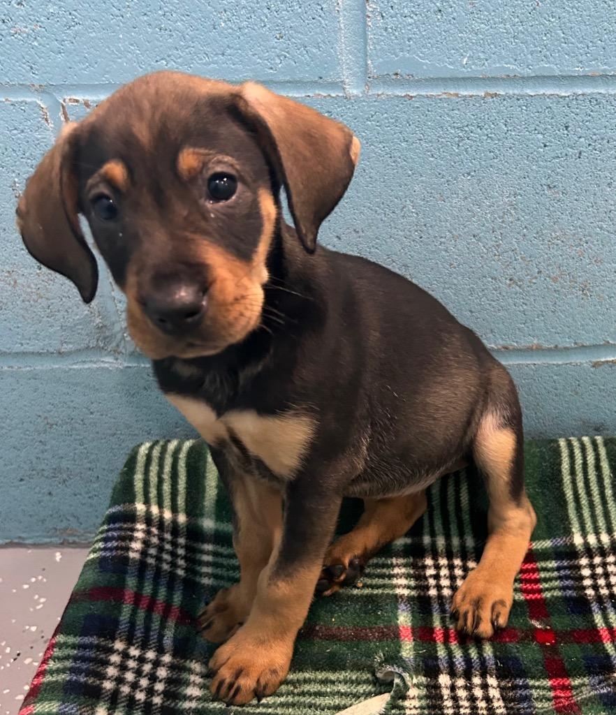 Ella, a Adoptable mixed breed in Seven Points, TX image 2/2