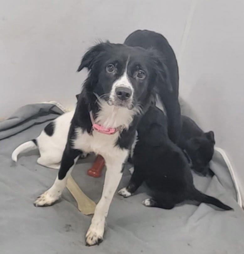 Enlarge Trixie, a Adoptable mixed breed in Elk River, MN image 2/2