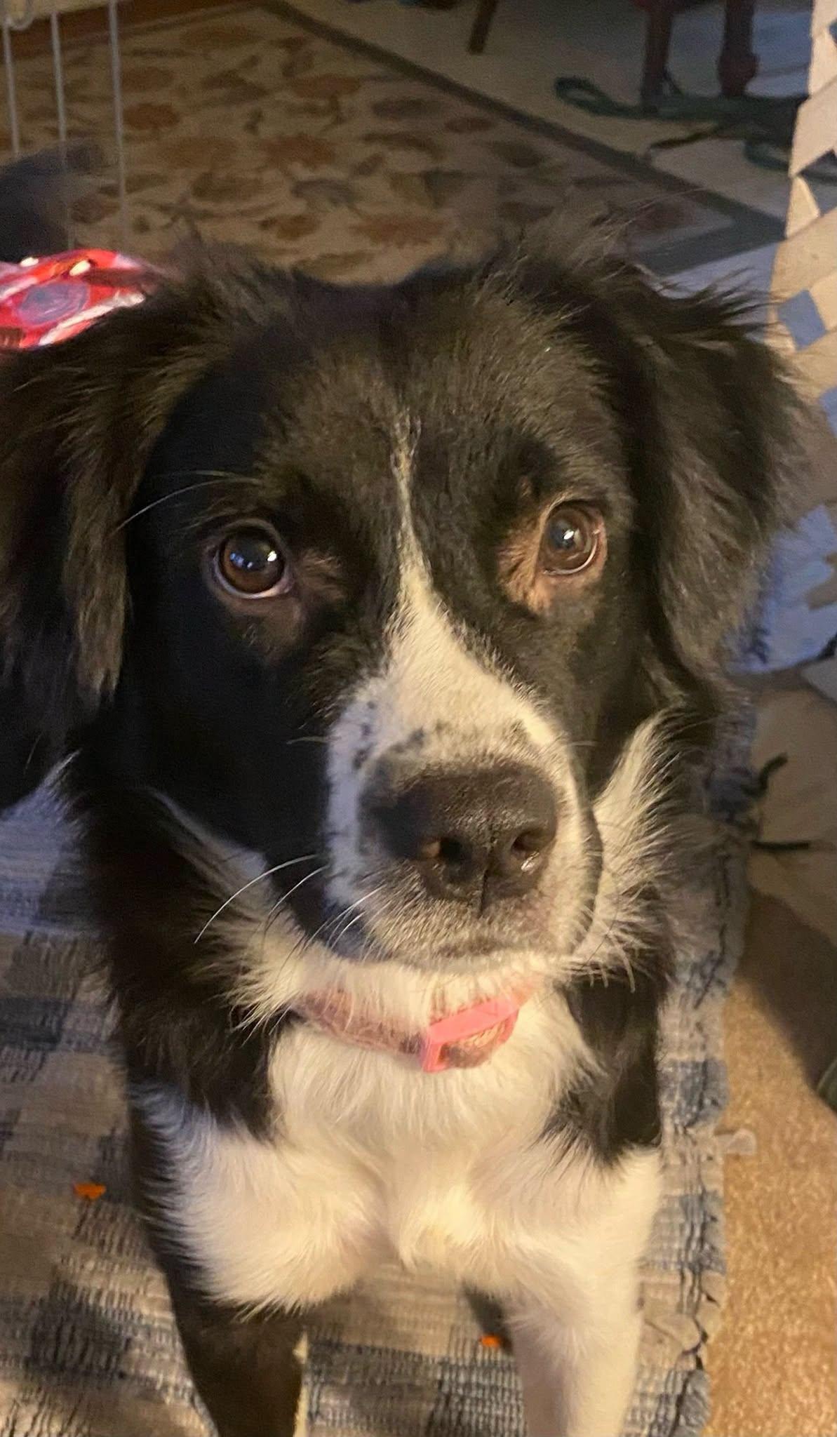 Trixie, Adoptable, Young Female Australian Shepherd & Border Collie.