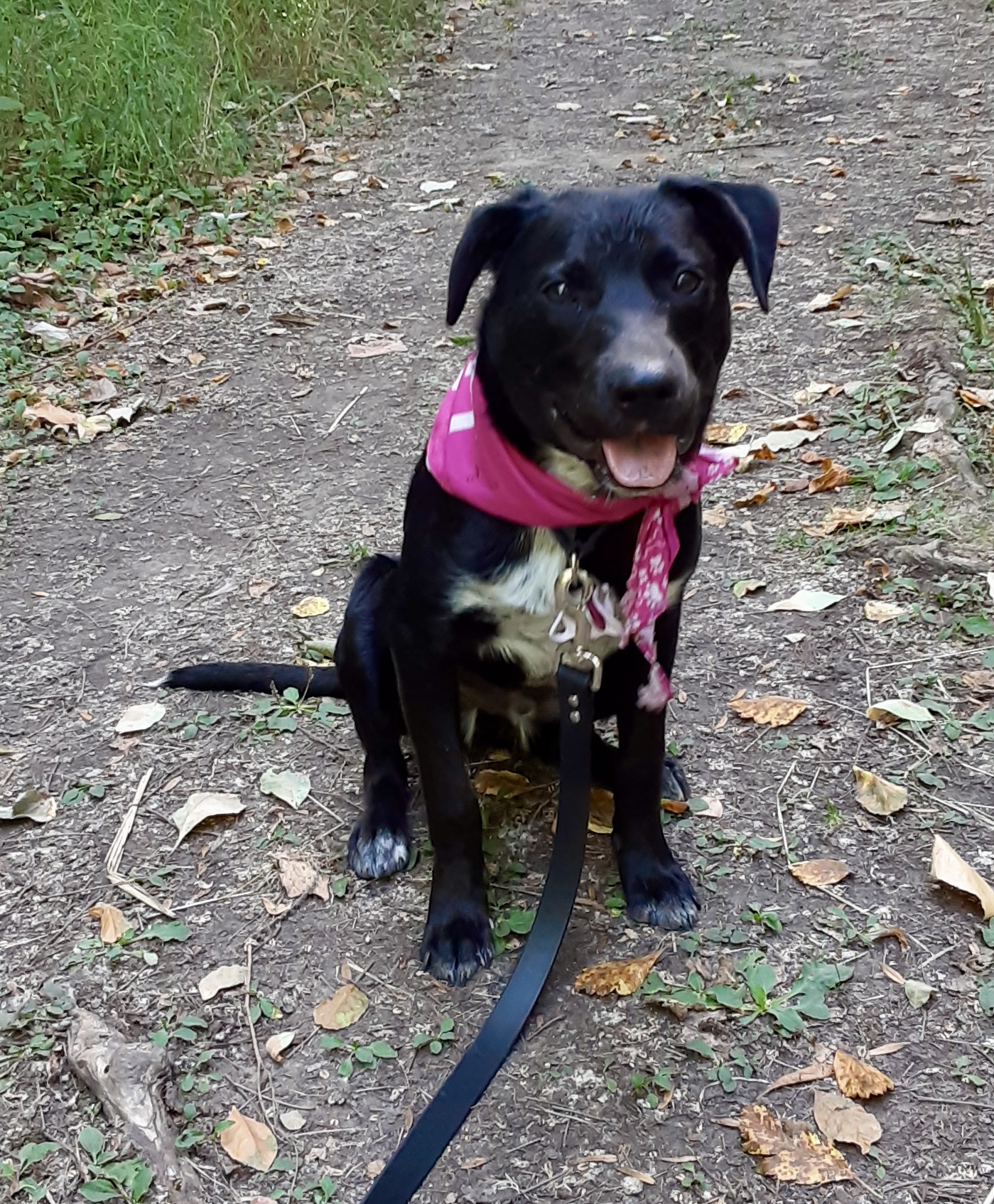 Fyro, an adoptable Mixed Breed in Portland, OR, 97239 | Photo Image 3