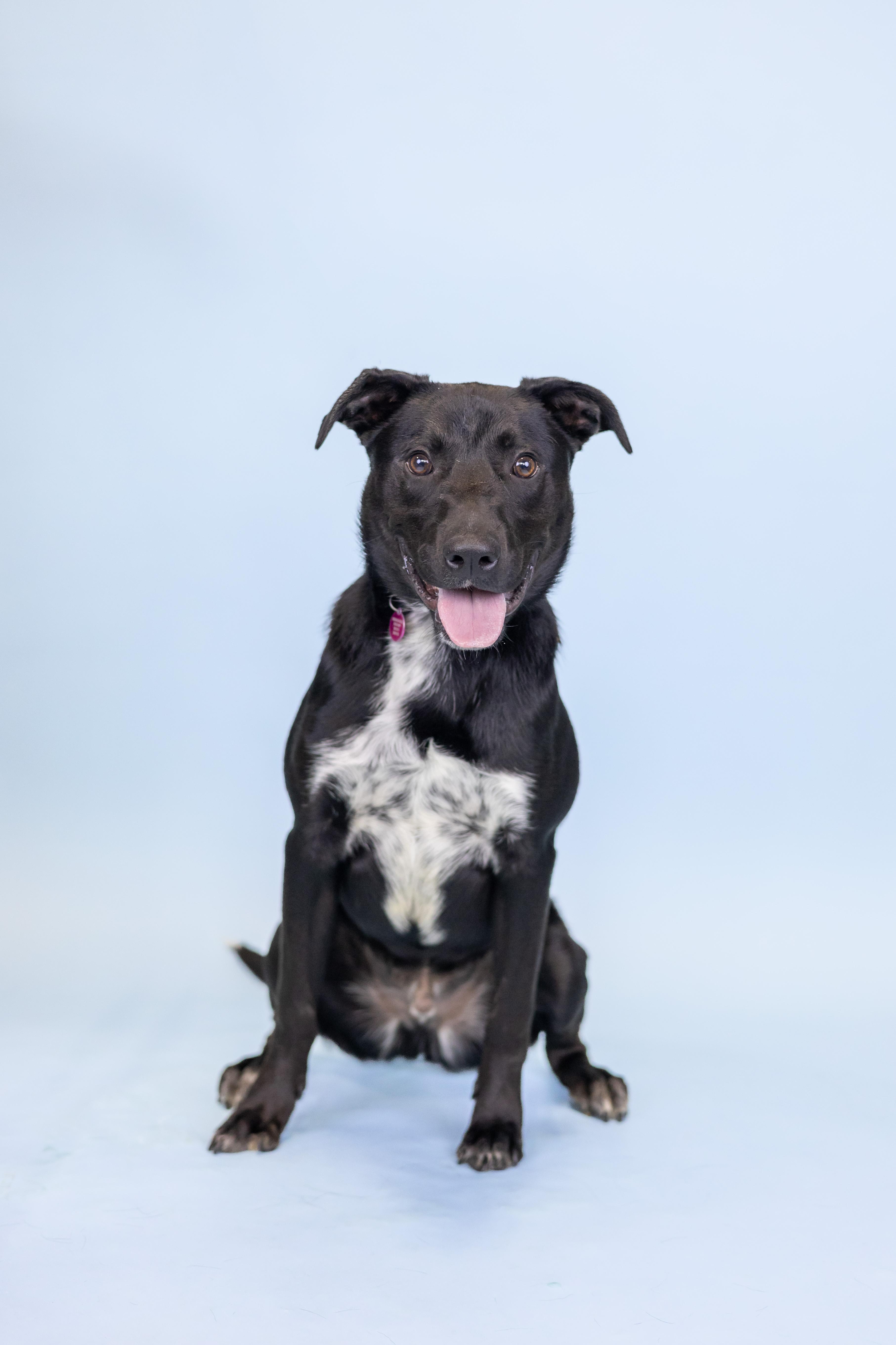 Fyro, an adoptable Mixed Breed in Portland, OR, 97239 | Photo Image 1