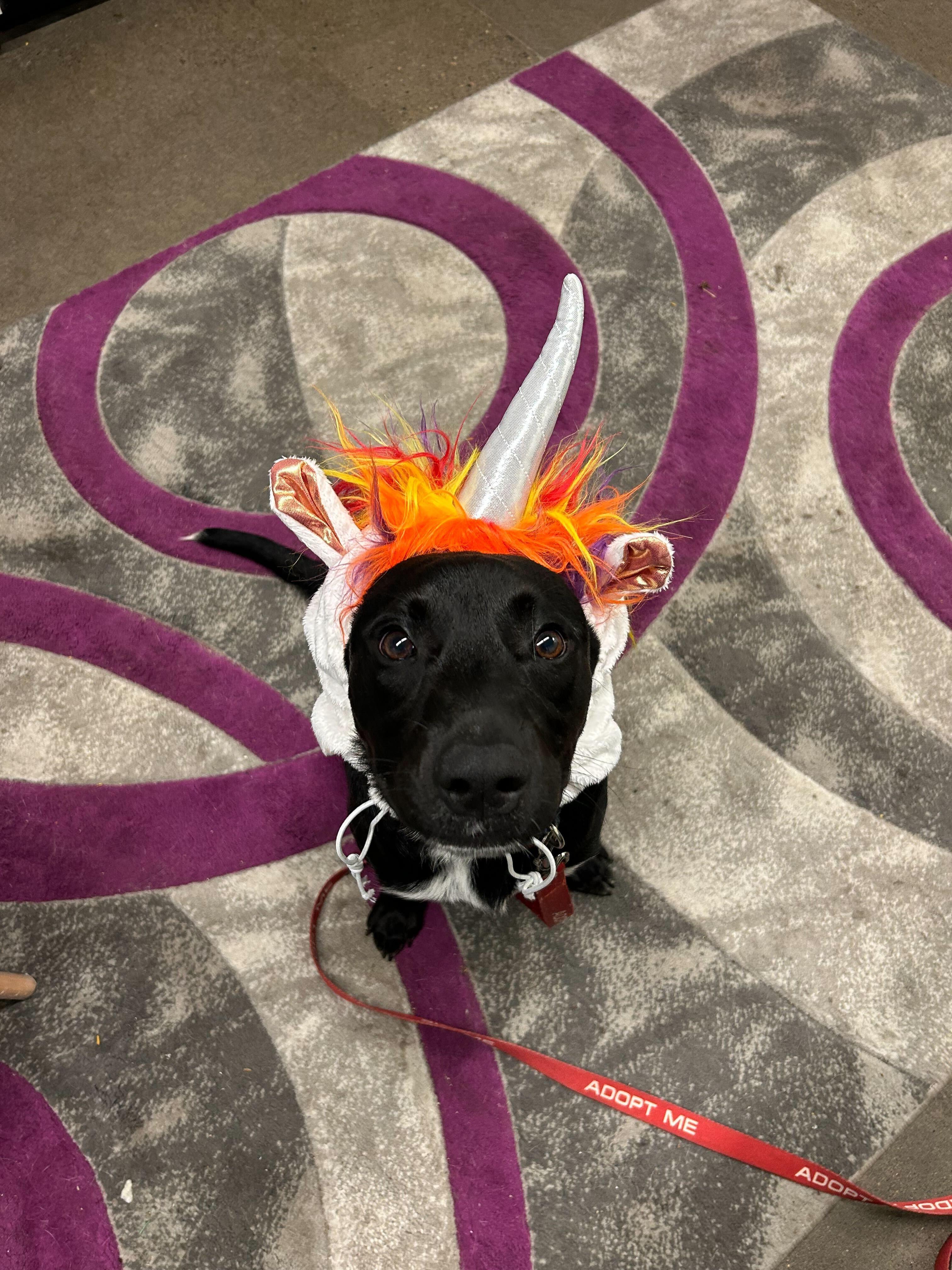 Fyro, an adoptable Mixed Breed in Portland, OR, 97239 | Photo Image 3