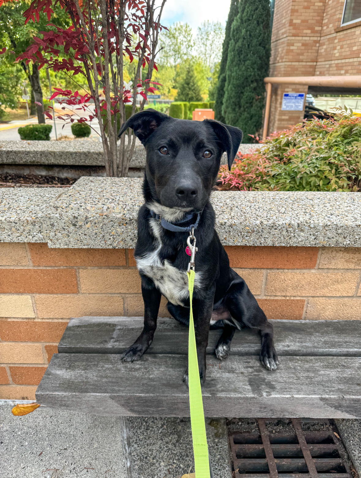 Fyro, an adoptable Mixed Breed in Portland, OR, 97239 | Photo Image 4