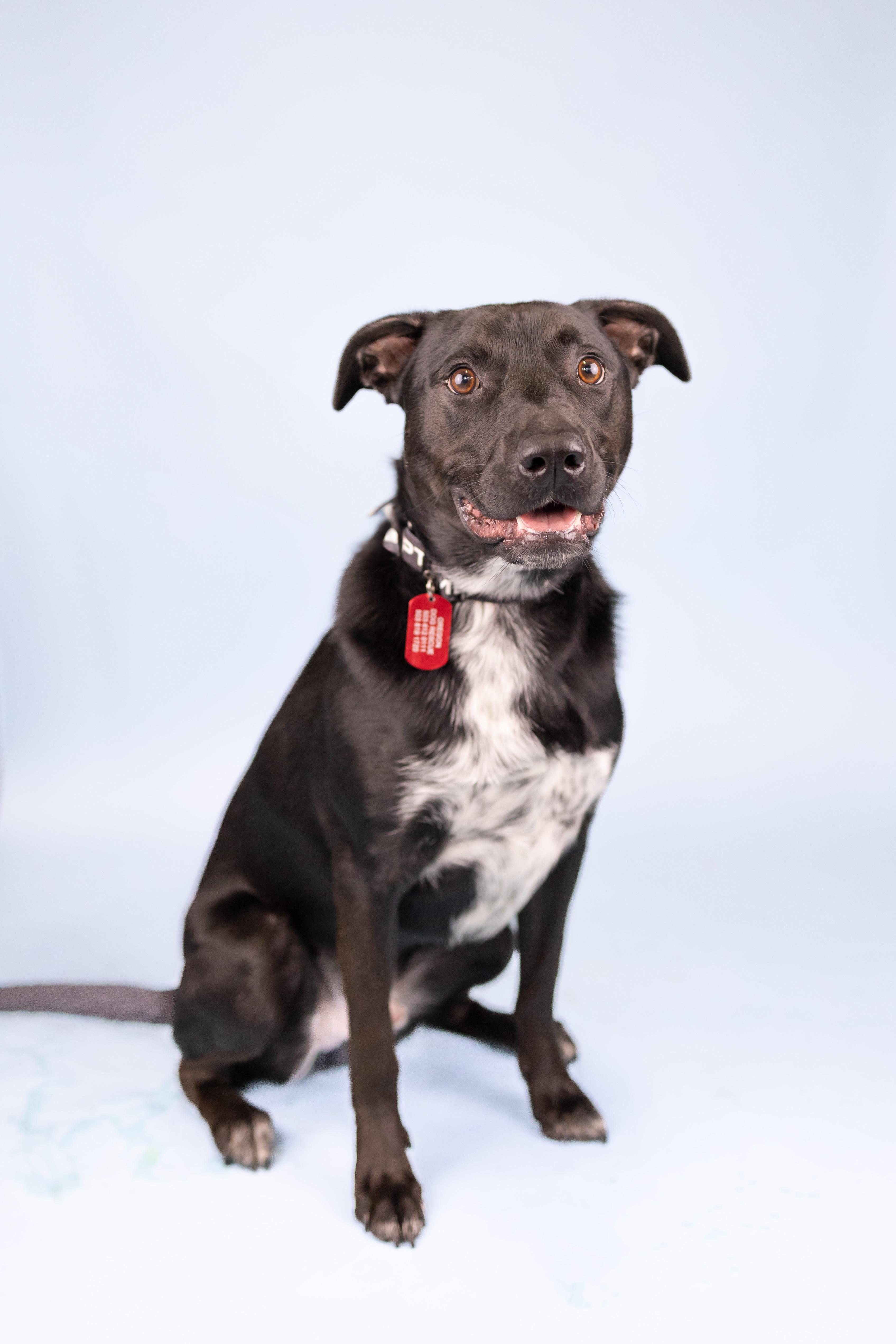 Fyro, an adoptable Mixed Breed in Portland, OR, 97239 | Photo Image 2