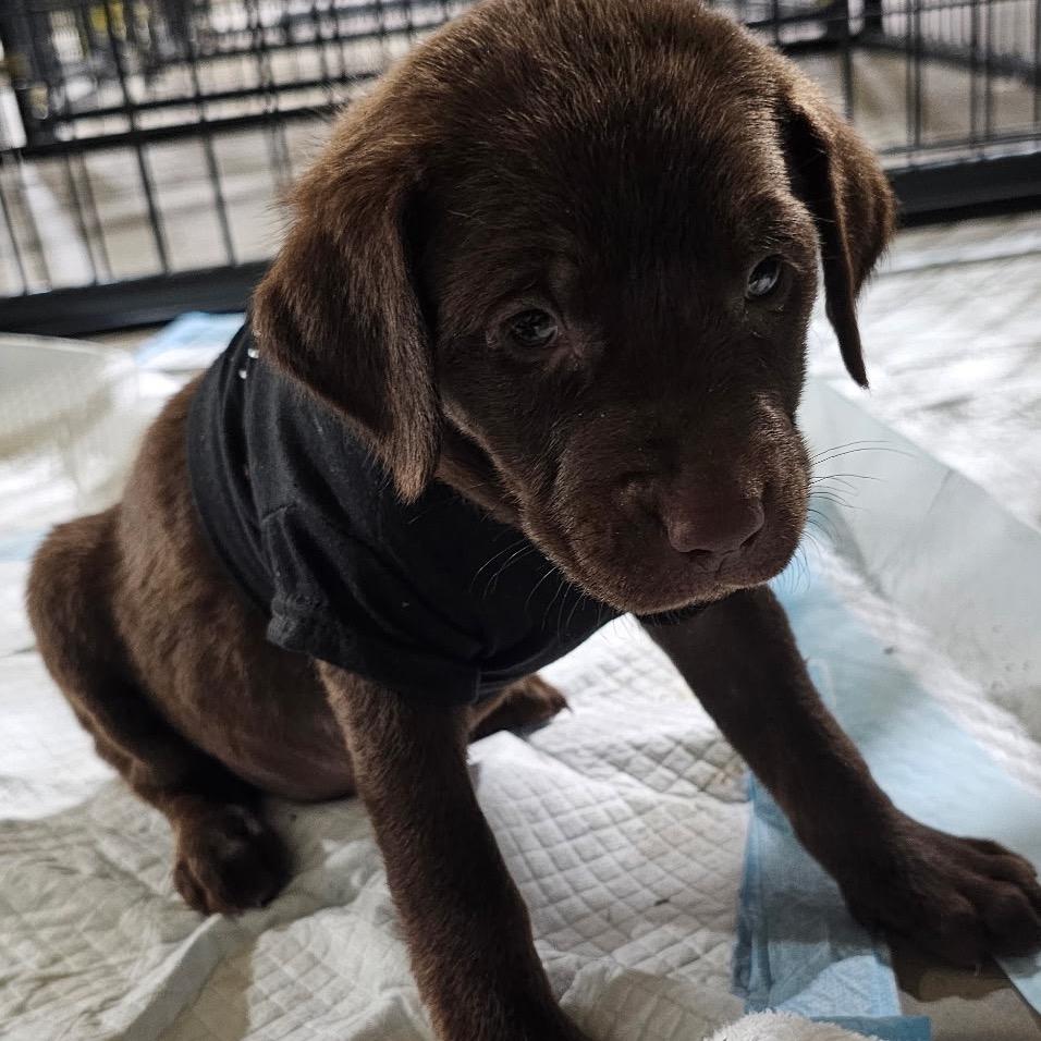 Aurora, Adoptable, Puppy Female Doberman Pinscher.