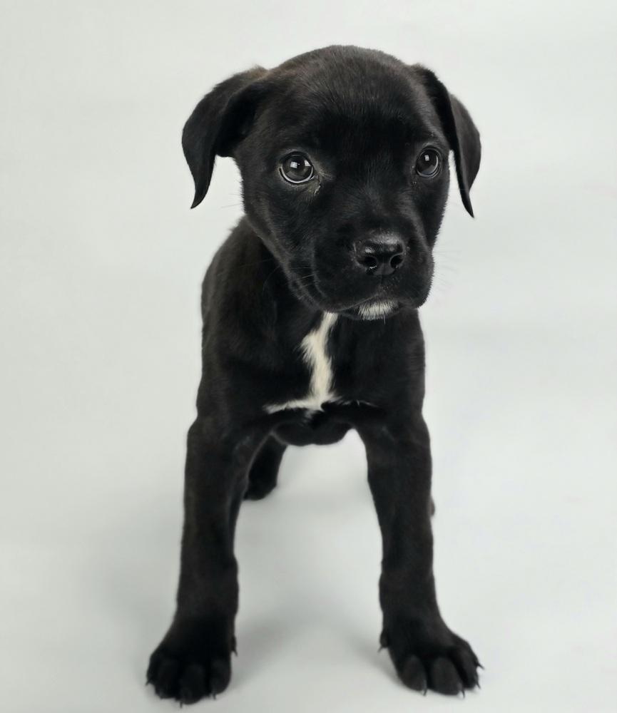 Enlarge Georgia, a Adoptable mixed breed in Sedalia, CO image 1/4