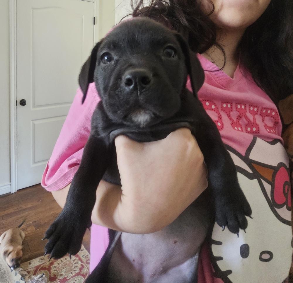 Enlarge Georgia, a Adoptable mixed breed in Sedalia, CO image 3/4
