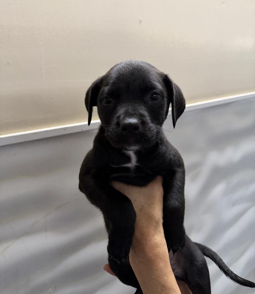 Enlarge Georgia, a Adoptable mixed breed in Sedalia, CO image 4/4