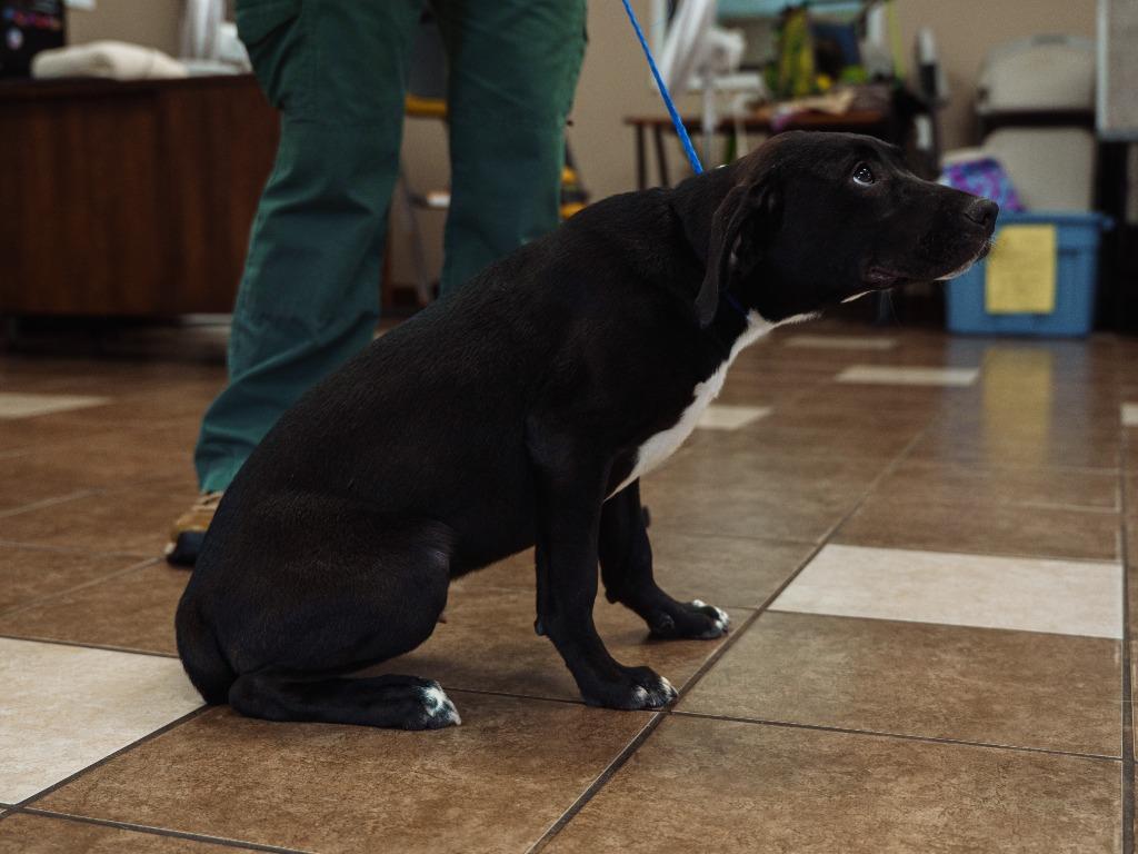 Hulk, a Adoptable mixed breed in Mocksville, NC image 2/5