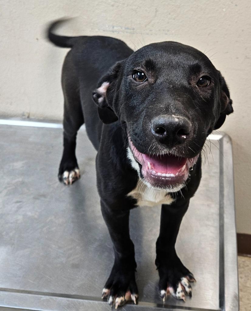 Hulk, a Adoptable mixed breed in Mocksville, NC image 3/5