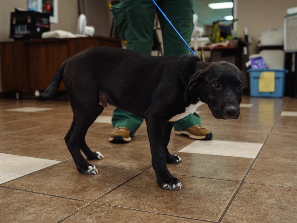 Hulk, a Adoptable mixed breed in Mocksville, NC image 4/5
