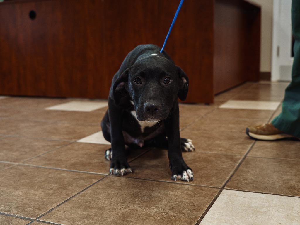 Hulk, a Adoptable mixed breed in Mocksville, NC image 5/5