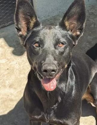 Enlarge Kitty (Courtesy Post) - Adopt Me!, a Adoptable mixed breed in Lake Forest, CA image 1/6