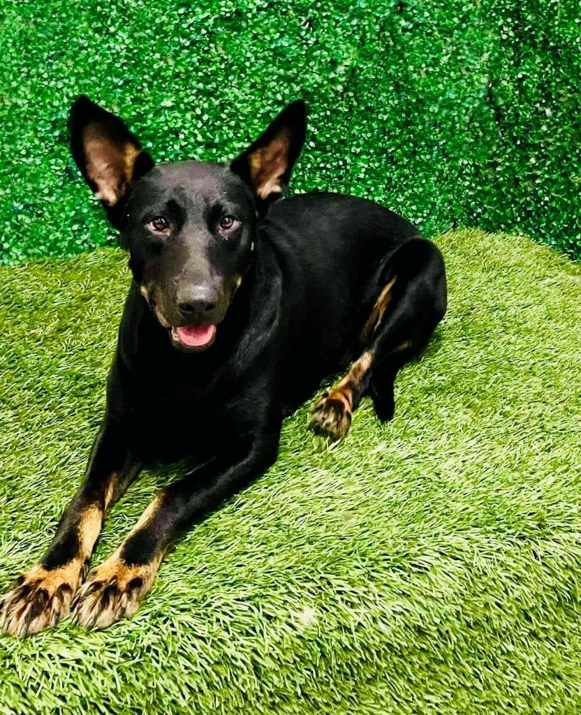 Enlarge Kitty (Courtesy Post) - Adopt Me!, a Adoptable mixed breed in Lake Forest, CA image 2/4