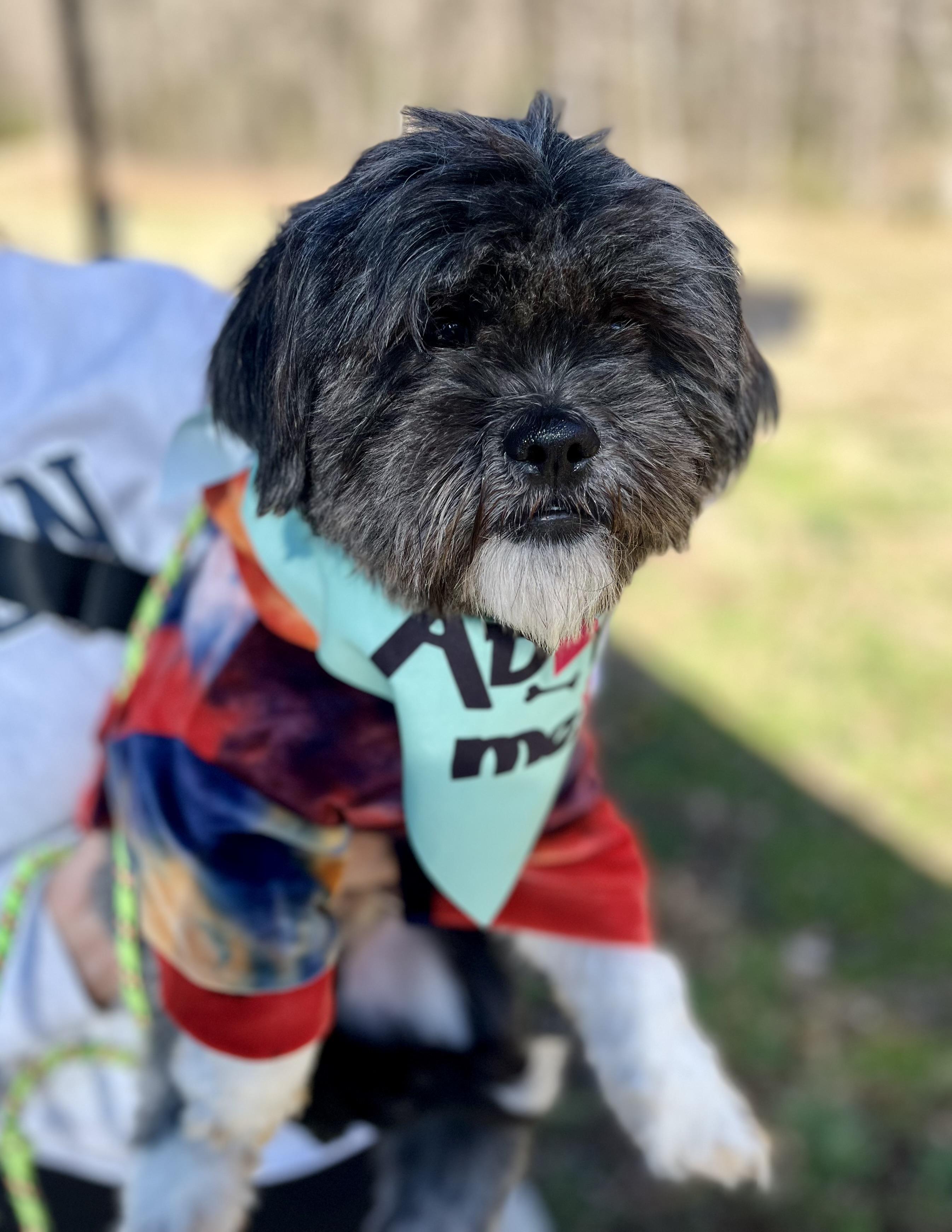 Shepherd (1 of 19 shih tzus), Adoptable, Adult Male Shih Tzu.