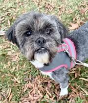Shepherd (1 of 19 shih tzus), a Adoptable Shih Tzu in Matthews, NC image 3/3