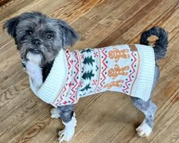 Shepherd   Shih thumbnail 3