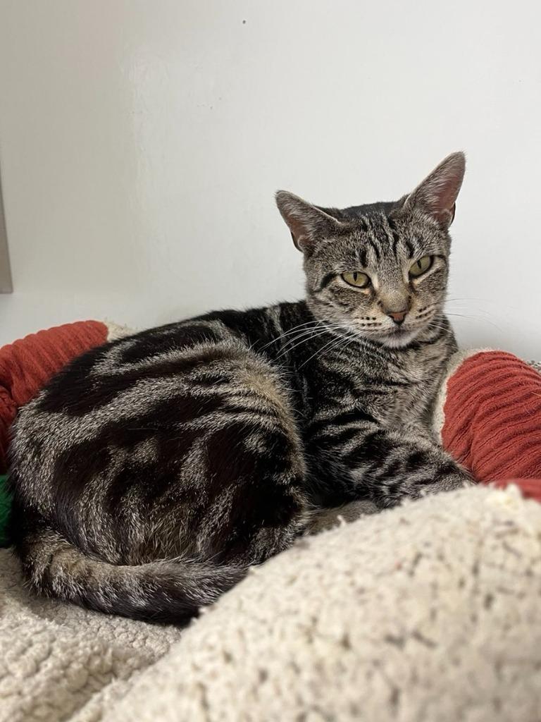 Mei, Adoptable, Young Female Domestic Short Hair.