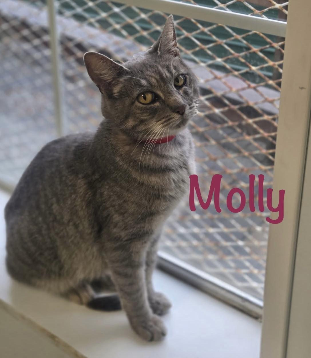 Enlarge Molly, a ADOPTABLE Tabby in Crescent City, CA image 1/1