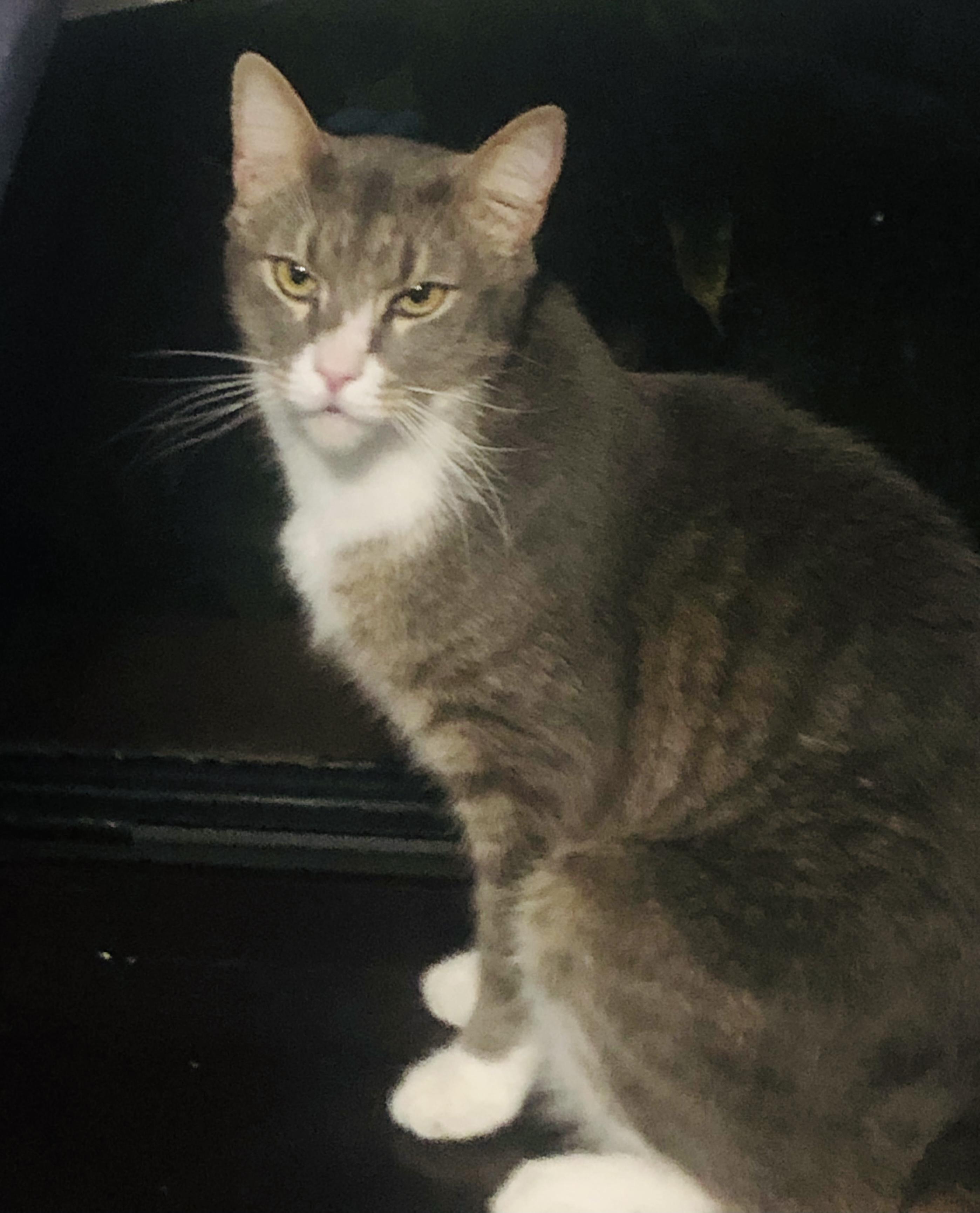 Milo (sweet lover) *watch video!, a Adoptable Domestic Short Hair in Daytona Beach, FL image 2/3