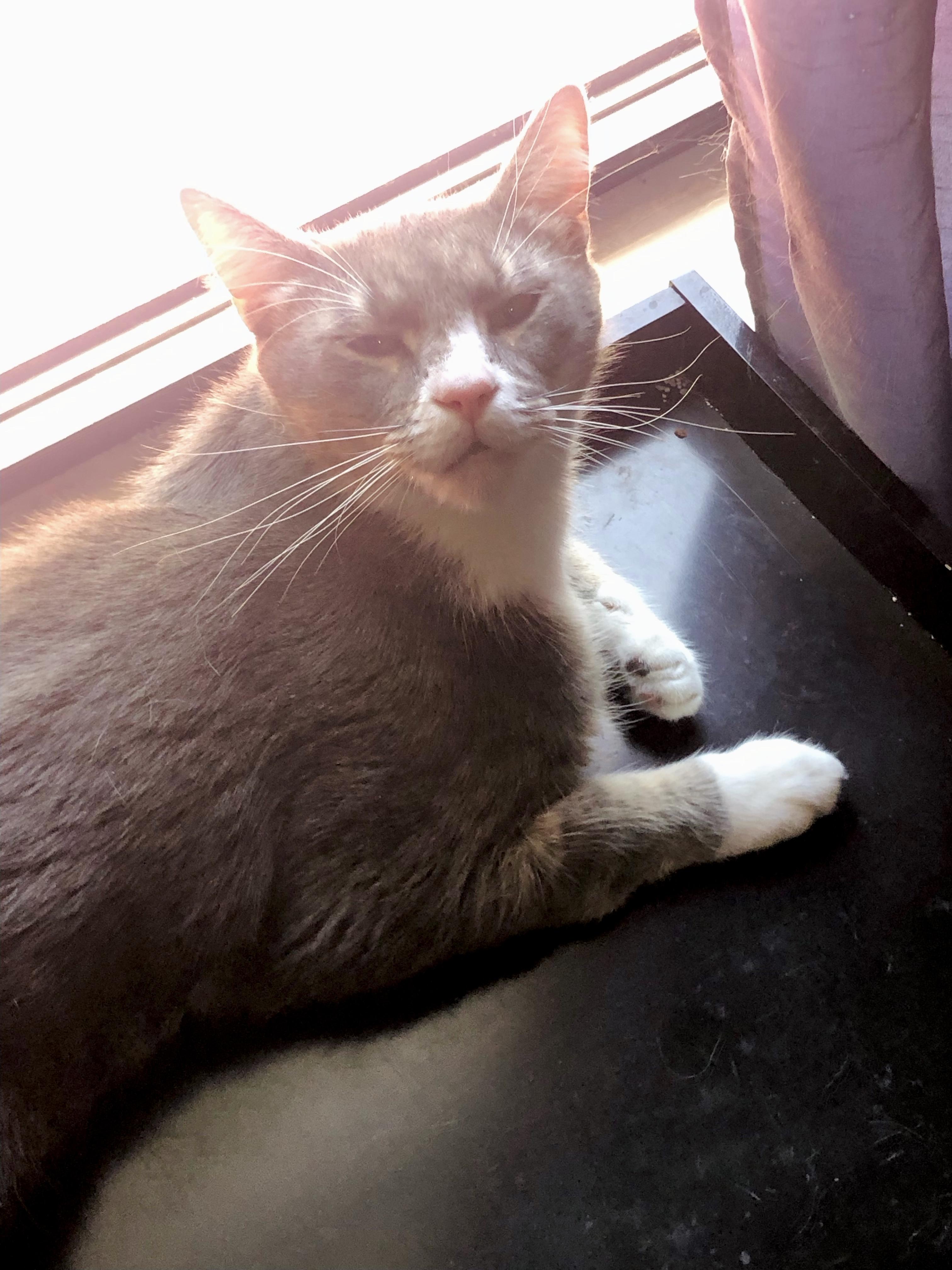 Milo (sweet lover) *watch video!, a Adoptable Domestic Short Hair in Daytona Beach, FL image 1/3