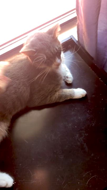 Enlarge Milo (sweet lover) *watch video!, a Adoptable Domestic Short Hair in Daytona Beach, FL video 3/3