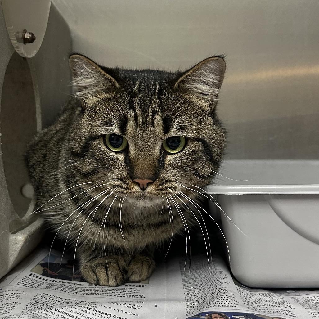 Enlarge Elmer, a Adoptable Domestic Short Hair in Roxboro, NC image 1/4