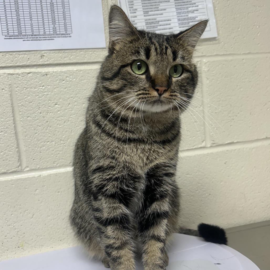 Enlarge Elmer, a Adoptable Domestic Short Hair in Roxboro, NC image 2/4