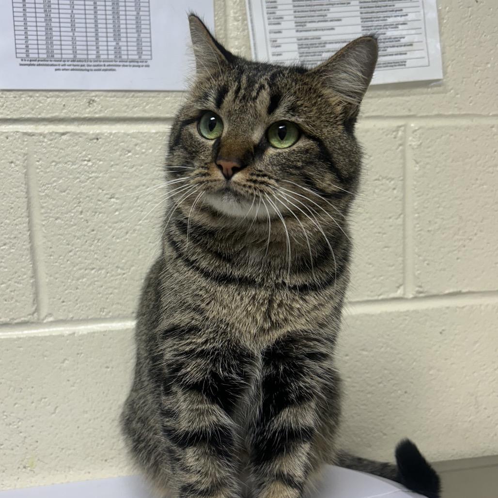 Enlarge Elmer, a Adoptable Domestic Short Hair in Roxboro, NC image 3/4