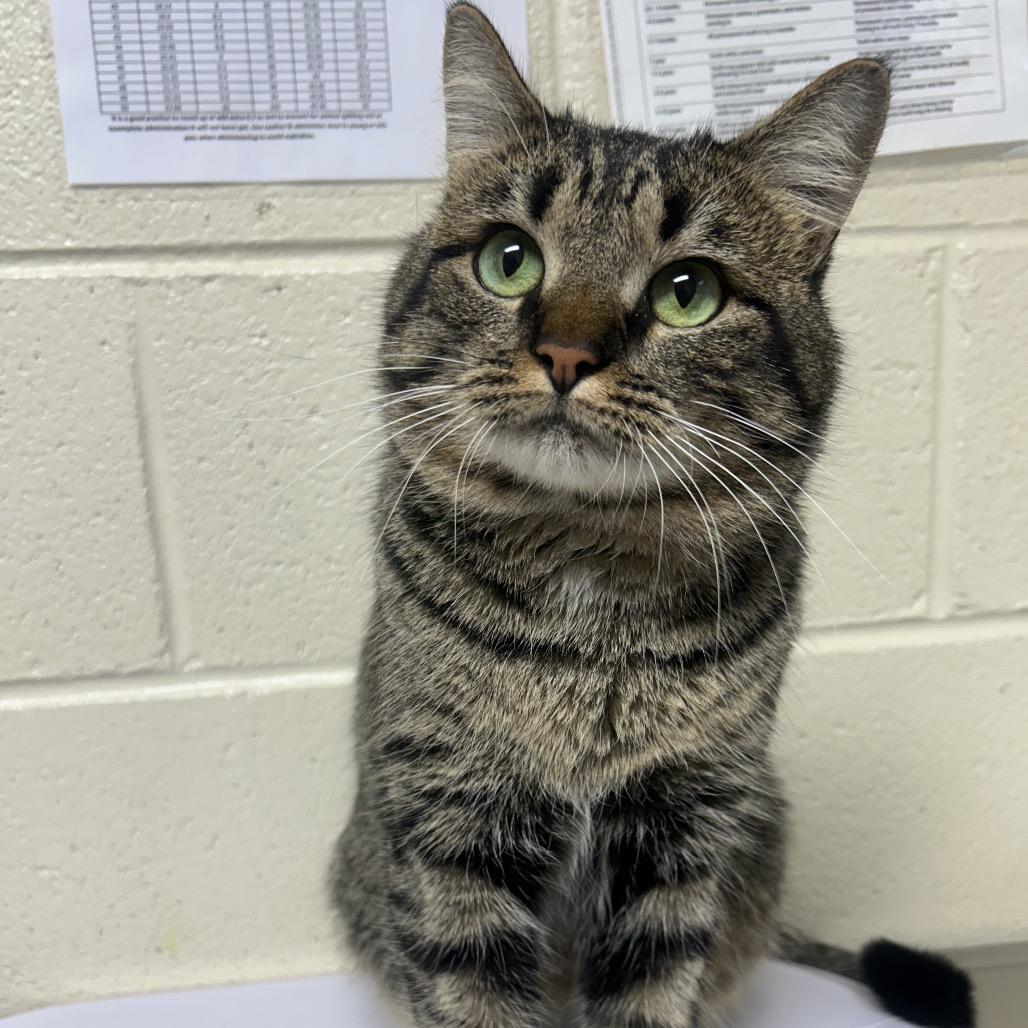 Enlarge Elmer, a Adoptable Domestic Short Hair in Roxboro, NC image 4/4