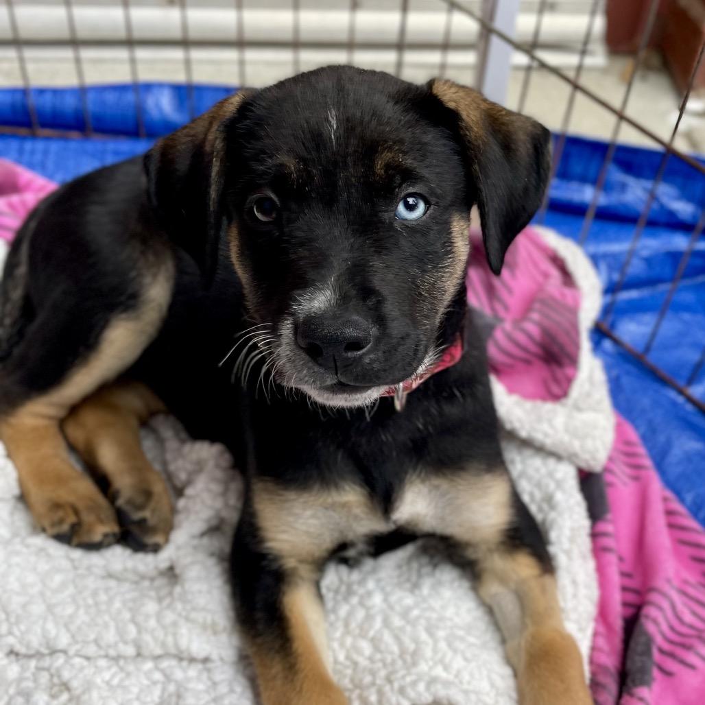 Enlarge Nova, a Adoptable mixed breed in Fayetteville, GA image 2/6