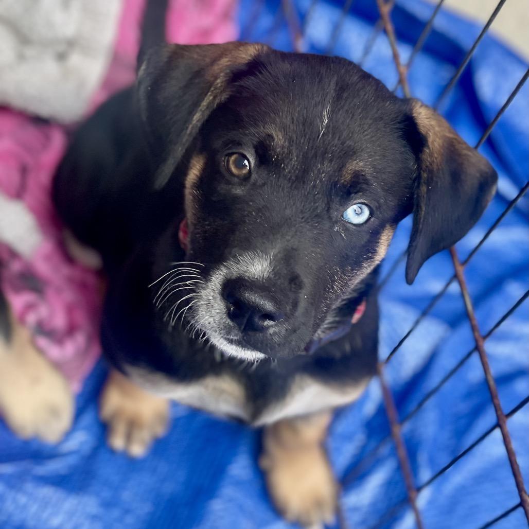 Enlarge Nova, a Adoptable mixed breed in Fayetteville, GA image 3/6