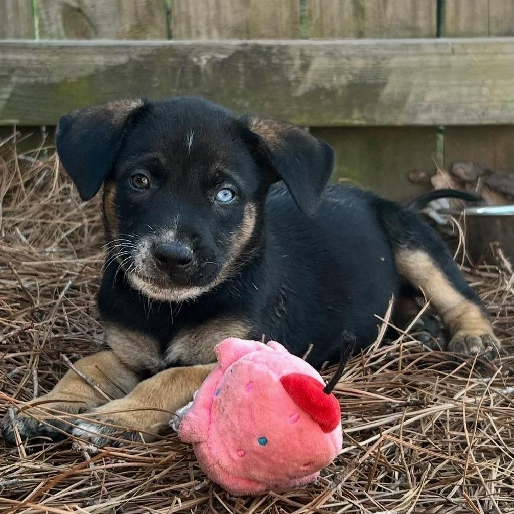 Enlarge Nova, a Adoptable mixed breed in Fayetteville, GA image 5/6