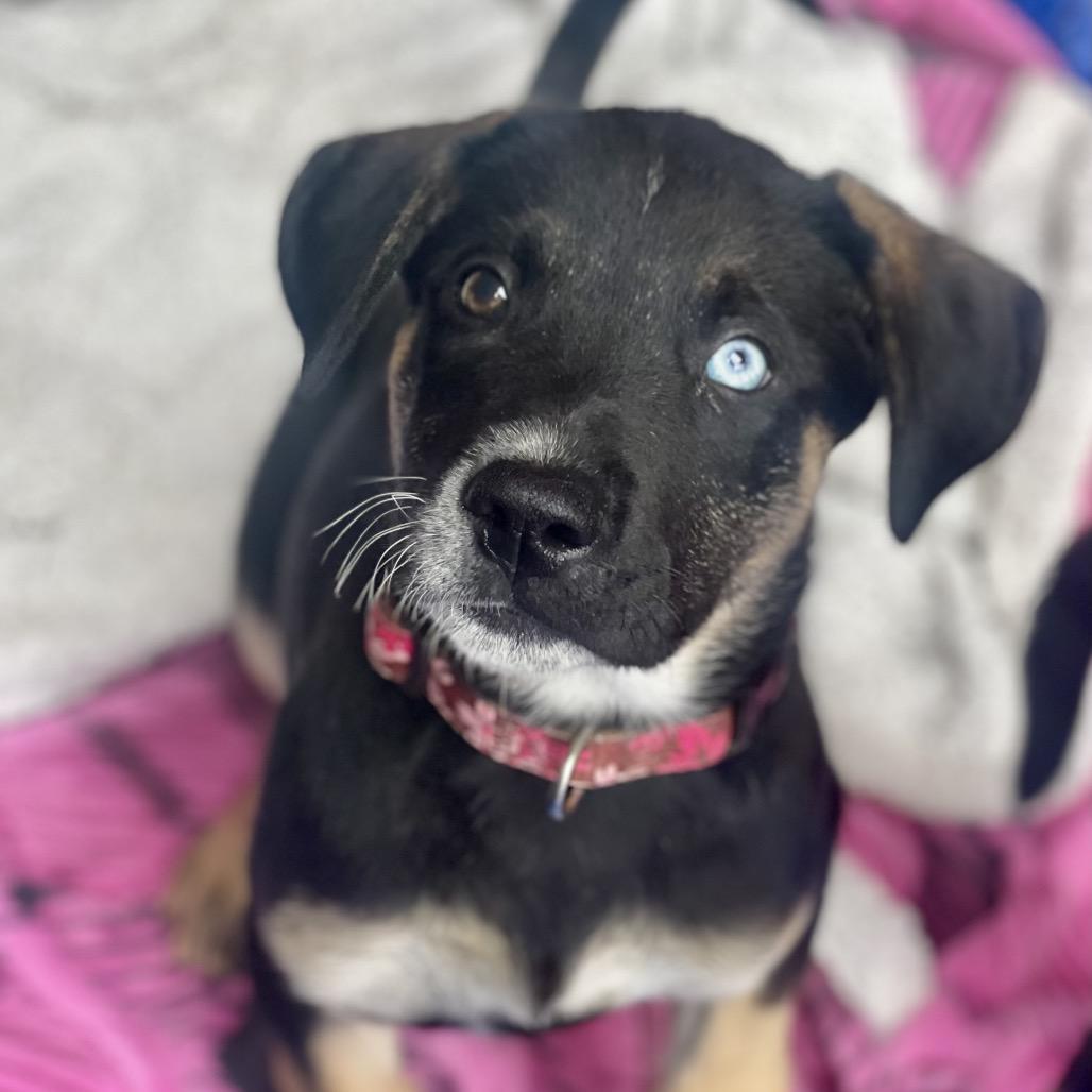 Enlarge Nova, a Adoptable mixed breed in Fayetteville, GA image 6/6