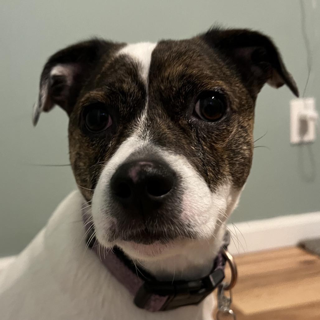 Enlarge Sage, a Adoptable mixed breed in Griswold, CT image 2/6