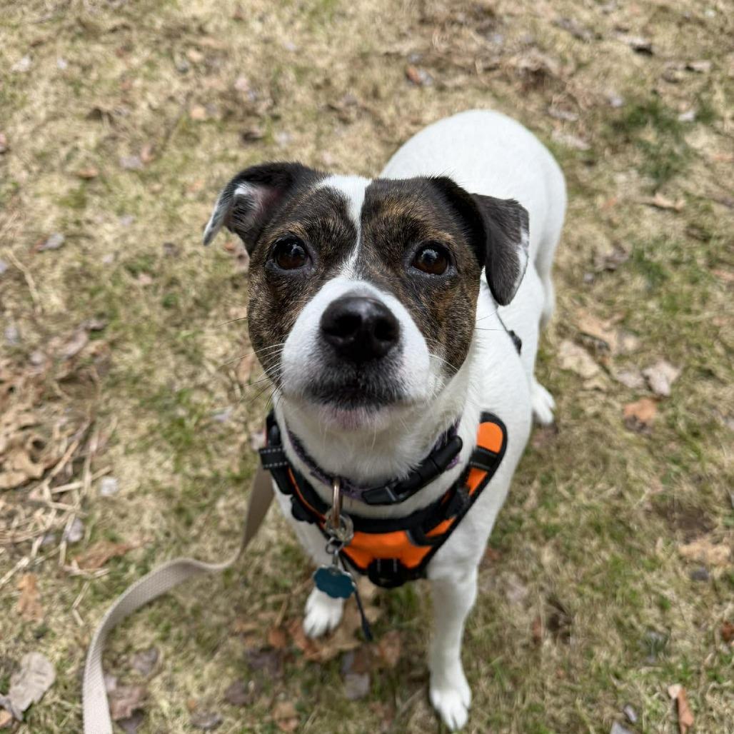 Enlarge Sage, a Adoptable mixed breed in Griswold, CT image 3/6