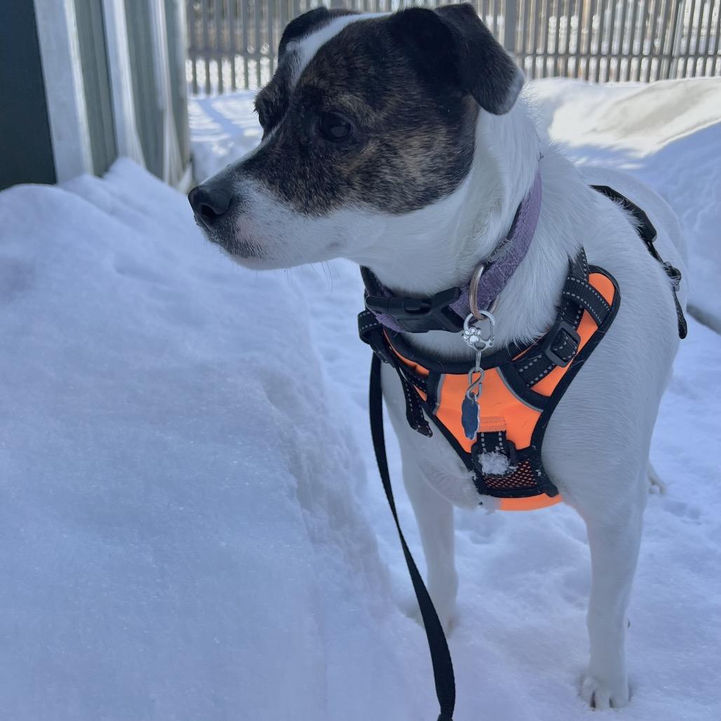 Enlarge Sage, a Adoptable mixed breed in Griswold, CT image 4/6