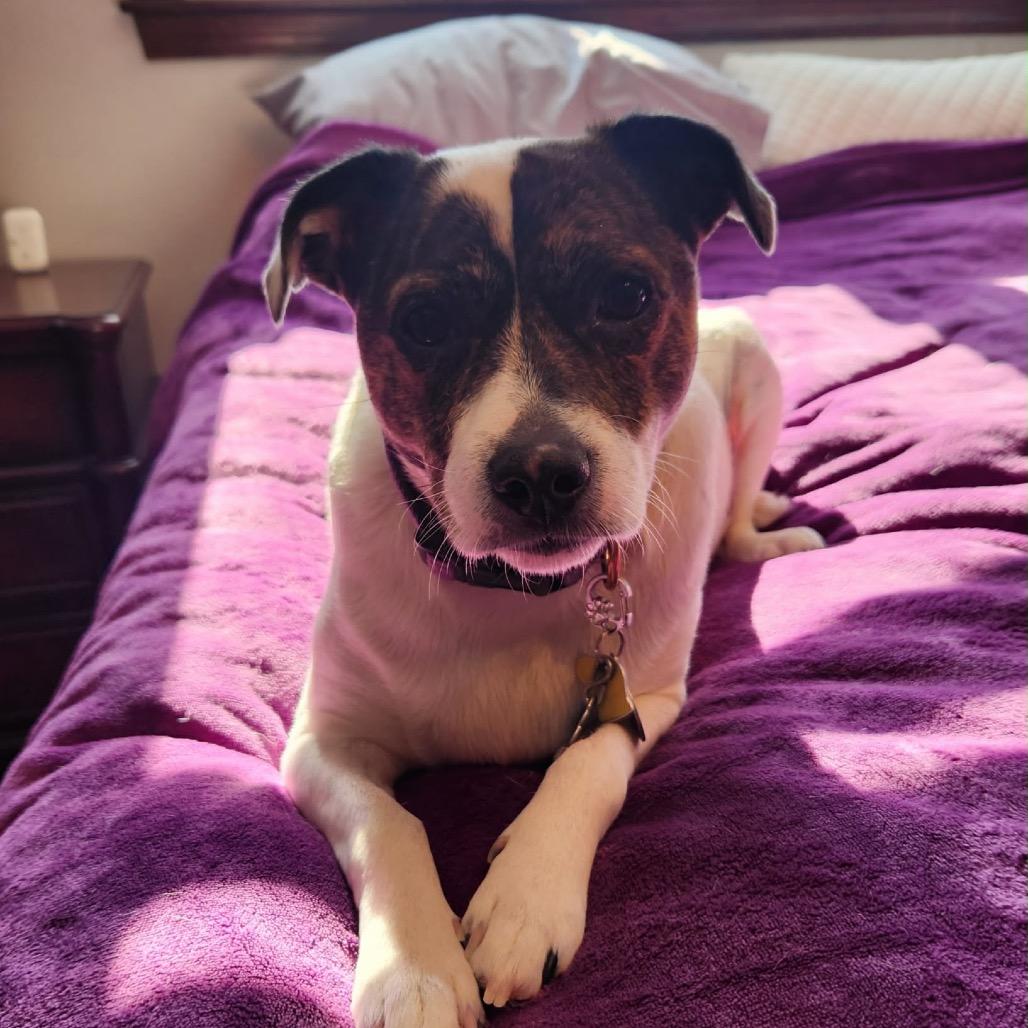 Enlarge Sage, a Adoptable mixed breed in Griswold, CT image 5/6