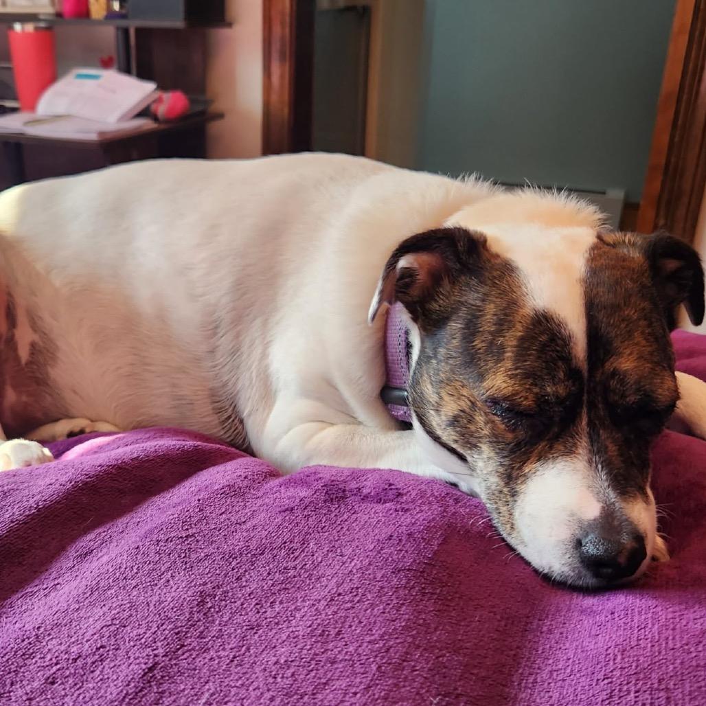 Enlarge Sage, a Adoptable mixed breed in Griswold, CT image 6/6